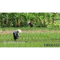 Phân biệt đất ở và đất vườn theo quy định của luật đất đai?