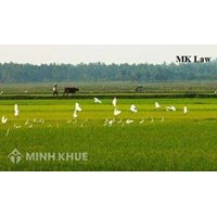 Đất mượn canh tác lâu năm có được nhận quyền sở hữu đất hay không? 