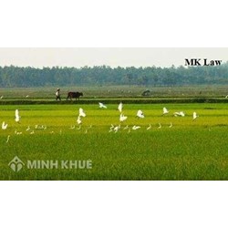 Đất mượn canh tác lâu năm có được nhận quyền sở hữu đất hay không? 