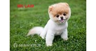 Tư vấn nuôi chó trong nhà nhiều có bị cấm không ?