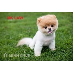 Tư vấn nuôi chó trong nhà nhiều có bị cấm không ?
