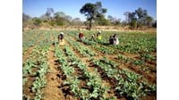 Circular No. 29/2006/TT-BTC guiding the implementation of the Government's Decree No. 13/2006/ND-CP on the valuation of land-use rights for inclusion in the value of assets of organizations allocated land