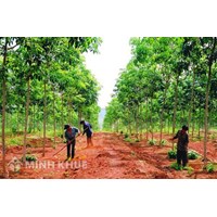 Chủ thể được giao đất là gì ? Quy định về giao đất, cho thuê đất đối với hộ gia đình, cá nhân ?