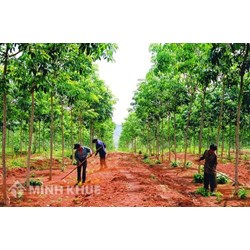 Chủ thể được giao đất là gì ? Quy định về giao đất, cho thuê đất đối với hộ gia đình, cá nhân ?