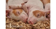 Kiểm dịch động vật là gì ? Quy định về kiểm dịch động vật