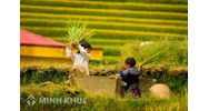Lao động trẻ em là gì? Phân tích thực trạng quan hệ lao động ở Việt Nam