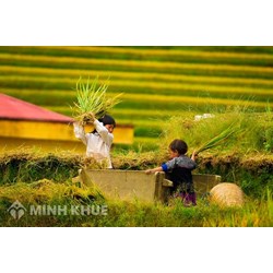 Lao động trẻ em là gì? Phân tích thực trạng quan hệ lao động ở Việt Nam