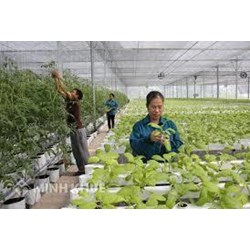 Liên hiệp hợp tác xã là gì? Ban kiểm soát của hợp tác xã là gì?