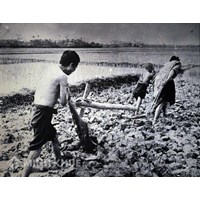 Luật cải cách ruộng đất là gì ? Tìm hiểu về Luật cải cách ruộng đất