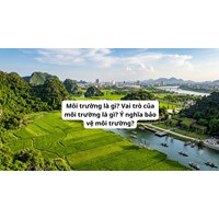 Môi trường là gì? Vai trò của môi trường là gì? Ý nghĩa bảo vệ môi trường?