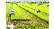 Ngân hàng nông nghiệp và phát triển nông thôn là gì? Agribank là gì?
