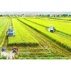 Ngân hàng nông nghiệp và phát triển nông thôn là gì? Agribank là gì?