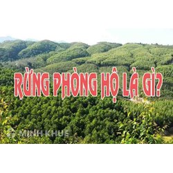 Rừng phòng hộ là gì? Vai trò, chức năng của rừng phòng hộ