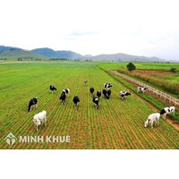 Chuyển đổi mục đích sử dụng đất ruộng sang chăn nuôi? Xây dựng chuồng trại chăn nuôi có phải xin phép không ?