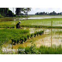 Tư vấn về đối tượng thuộc diện được giao đất nông nghiệp, lâm nghiệp ? Xử lý trường hợp giao đất không đúng thẩm quyền ?