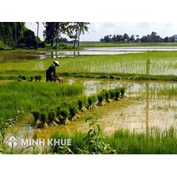 Tư vấn về đối tượng thuộc diện được giao đất nông nghiệp, lâm nghiệp ? Xử lý trường hợp giao đất không đúng thẩm quyền ?