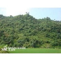 Bồi thường thiệt hại vi phạm hợp đồng chuyển nhượng đất trồng rừng ?