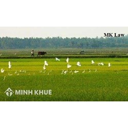 Vấn đề chia đất cho người thực hiện nghĩa vụ quân sự năm 1993 ? 