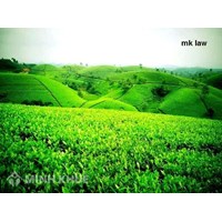 Cơ sở sản xuất chè tư nhân có được tham gia xuất khẩu?