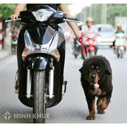 Dắt thú cưng đi dạo, chở chó, để chó chạy theo xe máy có bị xử phạt không ?