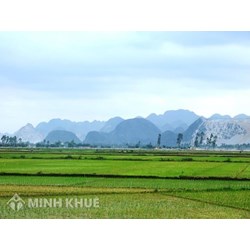 Án lệ số 15/2017/AL về công nhận thỏa thuận miệng của các đương sự trong việc chuyển đổi quyền sử dụng đất nông nghiệp