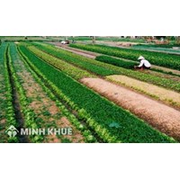 Điện Biên bao nhiêu mét vuông thì được cấp sổ mới nhất?