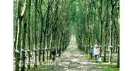 Rừng sản xuất là gì ? Cách phân loại rừng sản xuất hiện nay