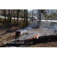 Suy thoái rừng là gì ? Kiểm soát suy thoái rừng như thế nào ?