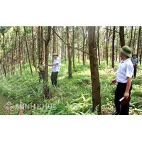 Quy định về hoạt động lập quy hoạch, kế hoạch bảo vệ, thống kê, theo dõi và phát triển rừng