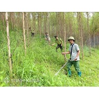 Xử lý việc vi phạm pháp luật trong quản lý rừng, phá rừng như thế nào ?