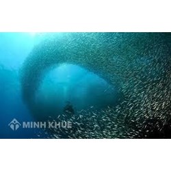 Nguồn thủy sinh là gì ? Cho ví dụ về nguồn thủy sinh ? Tác động con người đến nguồn thủy sinh