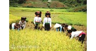Quy định mới về thành lập hợp tác xã và giải thể hợp tác xã?