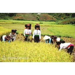 Quy định mới về thành lập hợp tác xã và giải thể hợp tác xã?