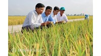 Thành viên hợp tác xã là gì? Quyền, nghĩa vụ thành viên hợp tác xã