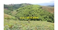 Đất rừng bỏ hoang lâu ngày có bị xử phạt không?