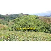 Đất rừng bỏ hoang lâu ngày có bị xử phạt không?