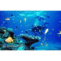 Nội dung cơ bản của pháp luật quốc tế về bảo vệ môi trường biển là gì ?