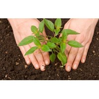 Các vấn đề pháp lý liên quan đến quyền sử dụng đất.