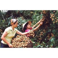 Thực hiện công việc không có ủy quyền phải đáp ứng các yêu cầu gì?