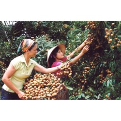 Thực hiện công việc không có ủy quyền phải đáp ứng các yêu cầu gì?
