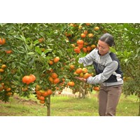 Nghĩa vụ của người thực hiện công việc không có ủy quyền là gì?