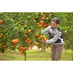 Nghĩa vụ của người thực hiện công việc không có ủy quyền là gì?