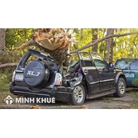 Trách nhiệm bồi thường thiệt hại trong trường hợp tài sản vô chủ gây thiệt hại và của người chiếm hữu có căn cứ pháp luật khác