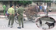 Trường hợp chủ sở hữu phải bồi thường thiệt hại do súc vật gây ra khi súc vật không thuộc sự quản lý của chủ sở hữu