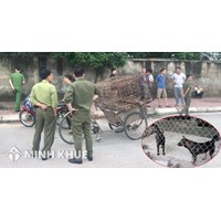 Trường hợp chủ sở hữu phải bồi thường thiệt hại do súc vật gây ra khi súc vật không thuộc sự quản lý của chủ sở hữu