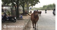 Trách nhiệm bồi thường thiệt hại trong trường hợp súc vật thả rông theo tập quán
