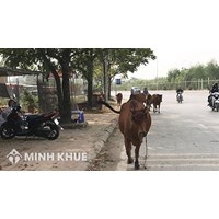 Trách nhiệm bồi thường thiệt hại trong trường hợp súc vật thả rông theo tập quán