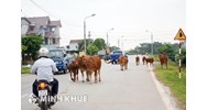  Trách nhiệm bồi thường thiệt hại của người chiếm hữu, sử dụng hợp pháp súc vật khi súc vật gây thiệt hại