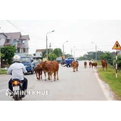  Trách nhiệm bồi thường thiệt hại của người chiếm hữu, sử dụng hợp pháp súc vật khi súc vật gây thiệt hại