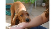 Trách nhiệm bồi thường thiệt hại của người chiếm hữu, sử dụng trái pháp luật súc vật khi súc vật gây thiệt hại